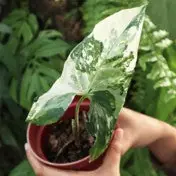 Syngonium Albo - Borneo