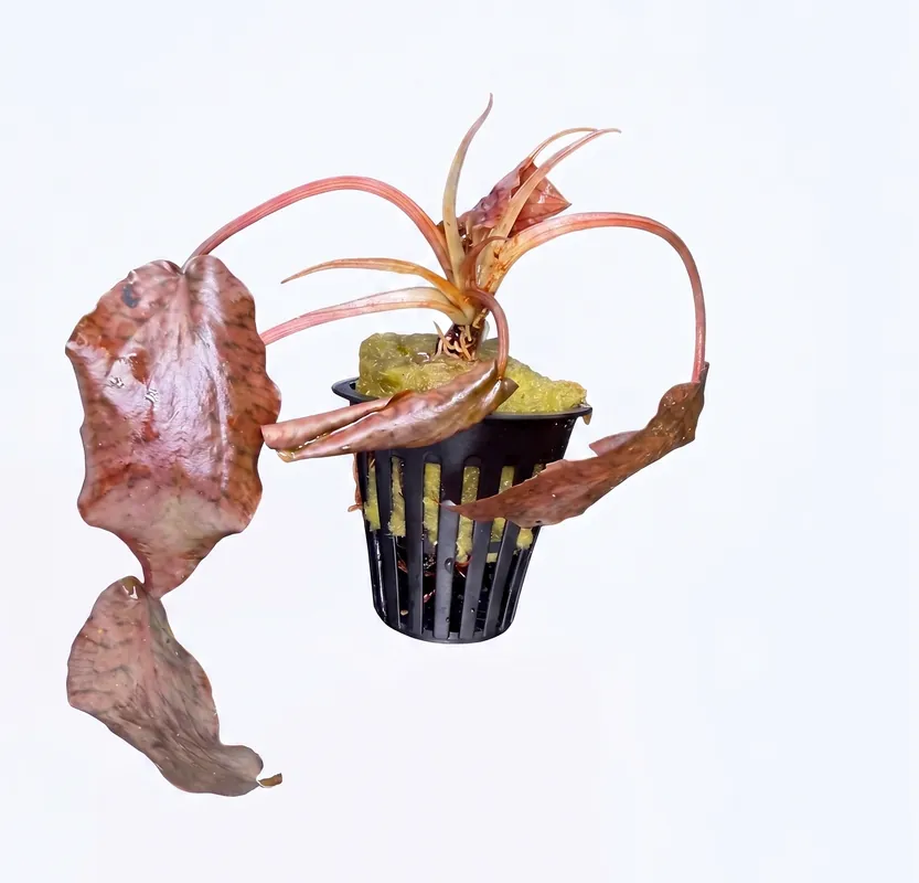 Cryptocoryne Striolata - Cuboid Nature Aquarium