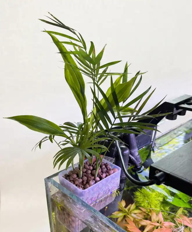 Hanging Plant Holder - Amazon