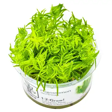 Pogostemon Deccanensis - Cuboid Nature Aquarium