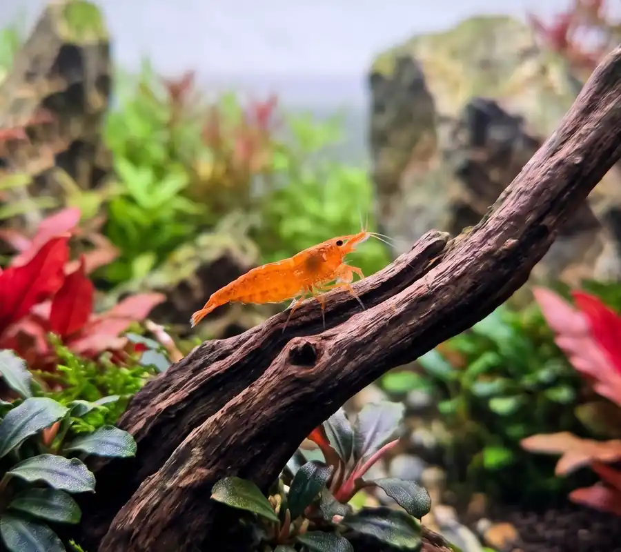 Pumpkin Neocaridina Shrimp - Cuboid Nature Aquarium