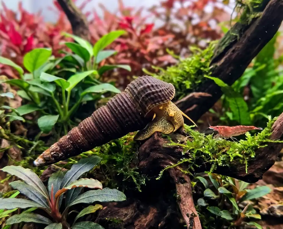 Yellow Poso Rabbit Snail - Cuboid Aquatics LLC