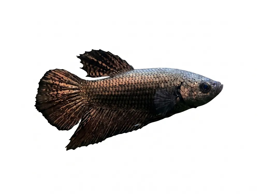 Red Gold Alien Plakat Male Betta - Cuboid Nature Aquarium