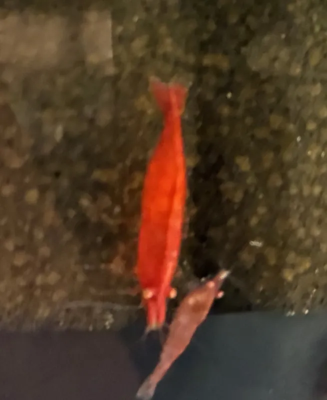 Supreme Red Gold Eye Neocaridina Shrimp - Cuboid Nature Aquarium
