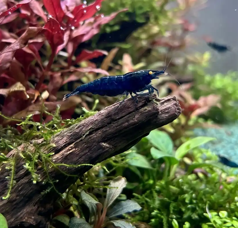 Blue Gold Eye Neocaridina Shrimp - Cuboid Nature Aquarium