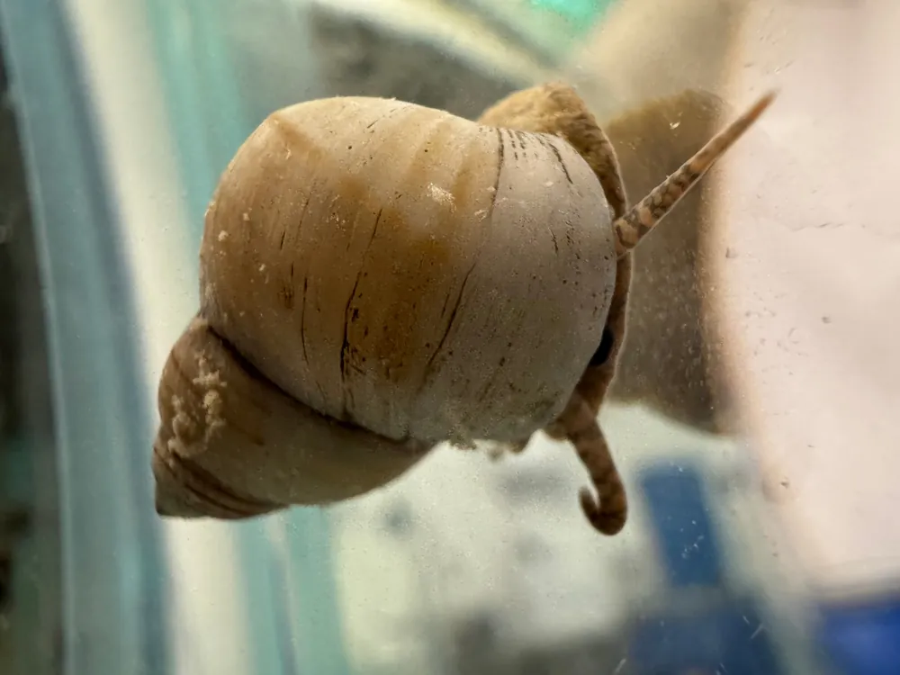 White Wizard Snail - Cuboid Nature Aquarium