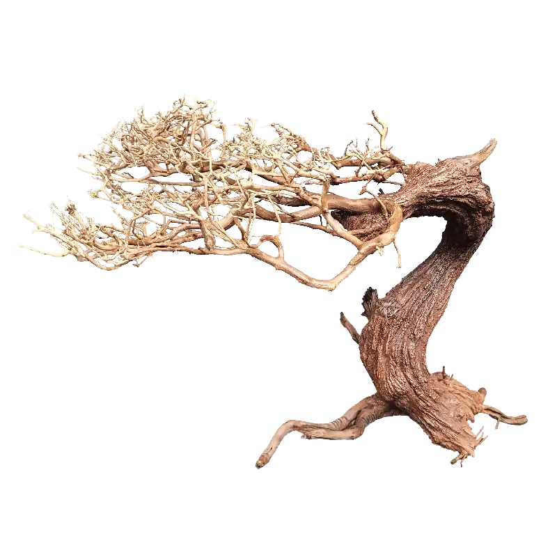 WIO Arboretum Bonsai