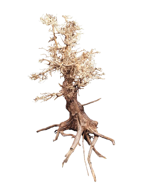 WIO Arboretum Tree