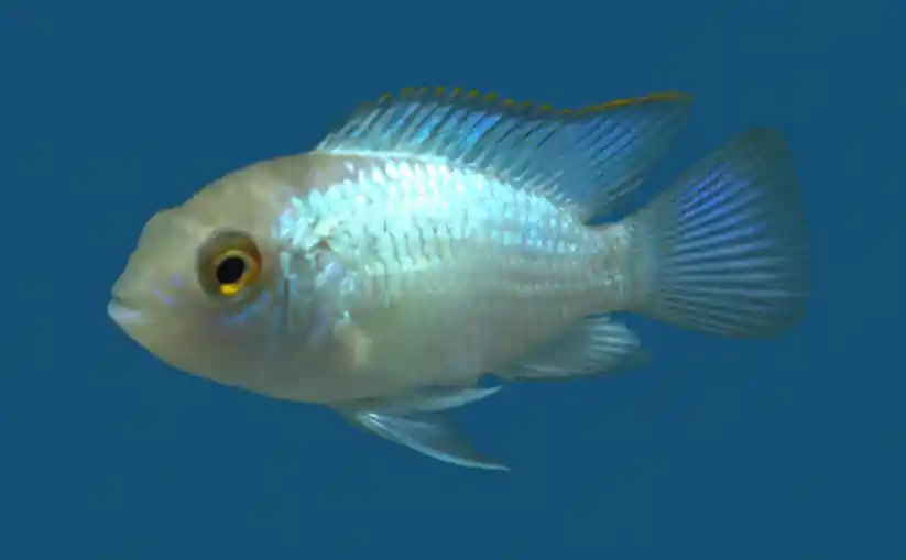 Electric Blue Acara - Cuboid Nature Aquarium