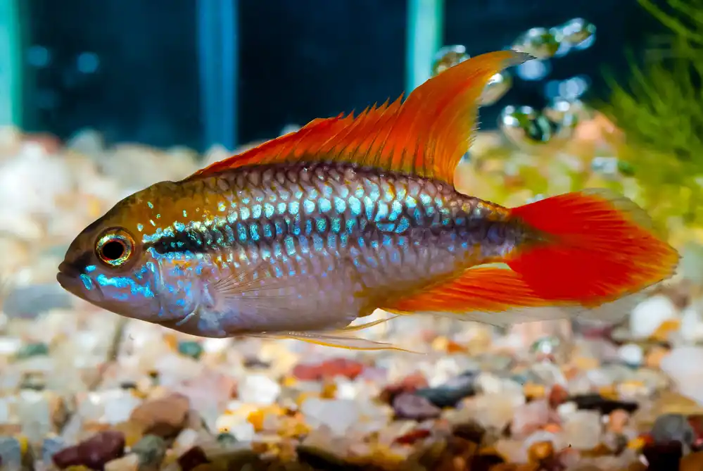 Double Red Apistogramma - Cuboid Nature Aquarium
