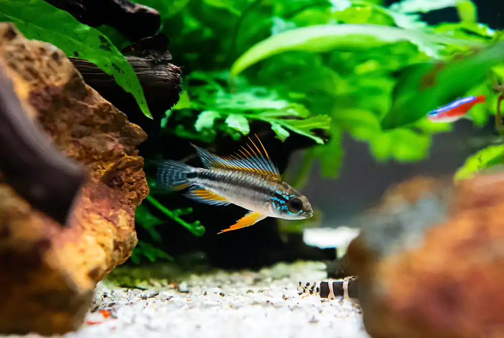 Careiro Apistogramma - Cuboid Nature Aquarium