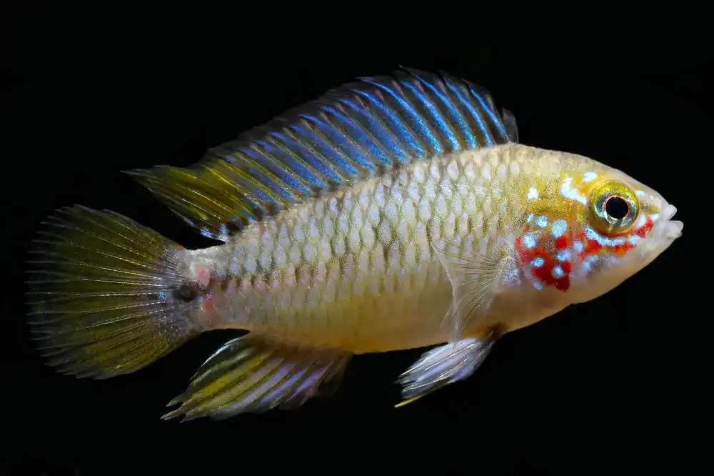 Opal Apistogramma - Cuboid Nature Aquarium