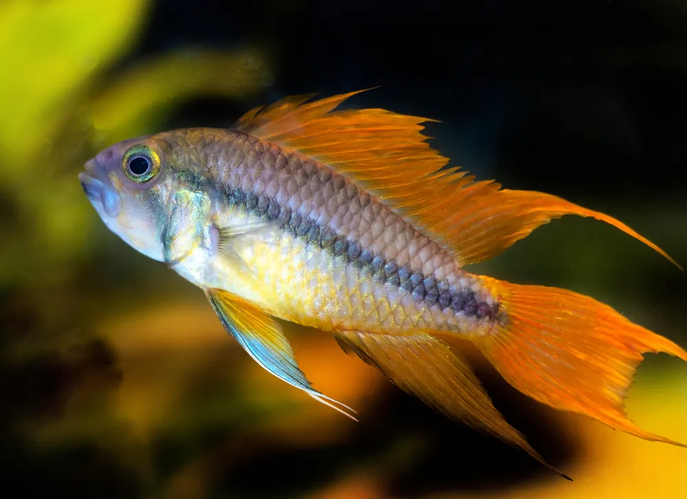 Orange Flash Apistogramma - Cuboid Nature Aquarium