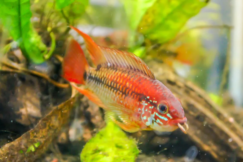 Red Neck Apistogramma - Cuboid Nature Aquarium