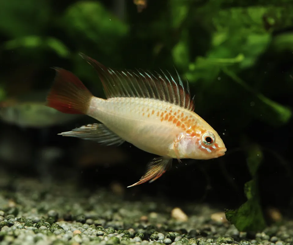 Red Neck Gold Form Apistogramma - Cuboid Nature Aquarium