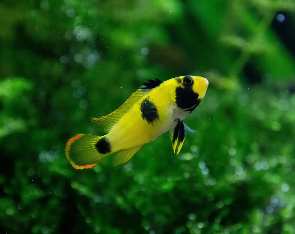 Panda Apistogramma - Cuboid Nature Aquarium