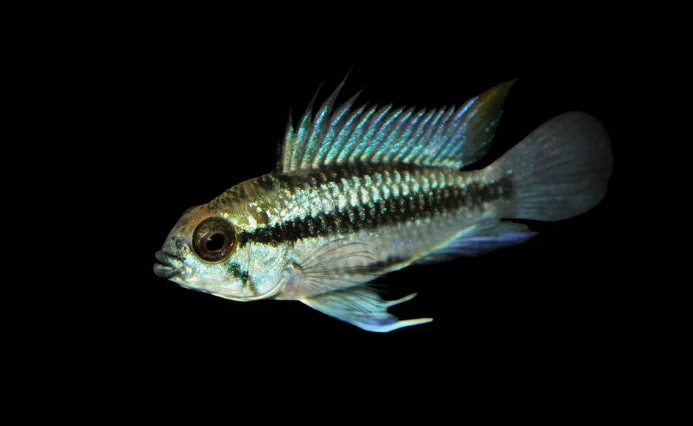 Three Striped Apistogramma - Cuboid Nature Aquarium