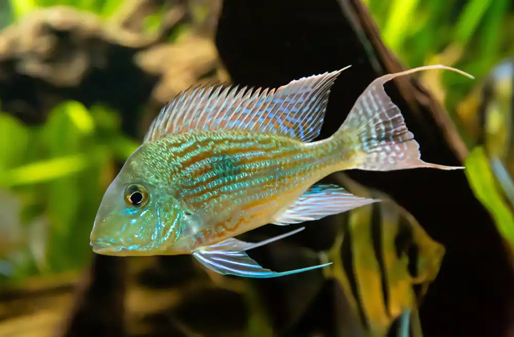 Sveni Geophagus - Cuboid Nature Aquarium