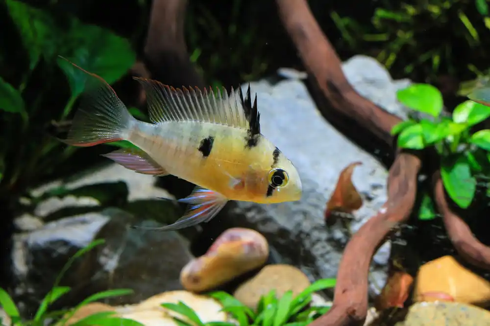 Bolivian Ram - Cuboid Nature Aquarium