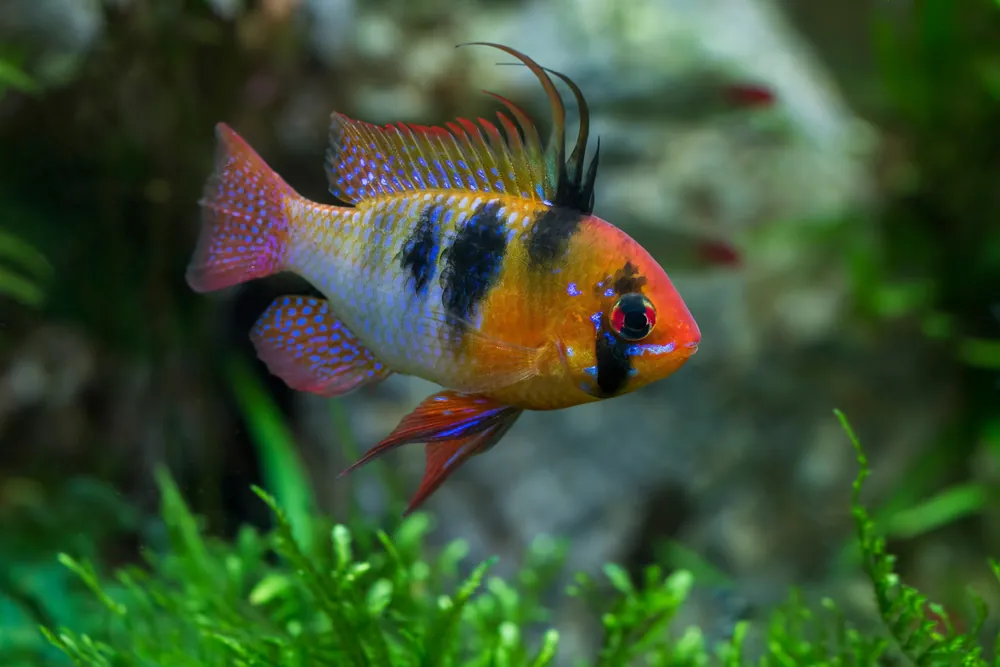 German Blue Ram - Cuboid Nature Aquarium
