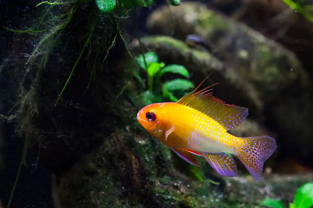 German Gold Ram - Cuboid Nature Aquarium