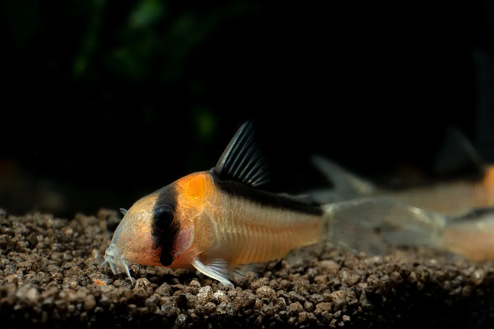 Adolfo's Corydoras - Cuboid Nature Aquarium