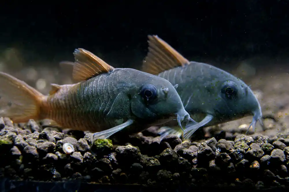 Blue Corydoras - Cuboid Nature Aquarium