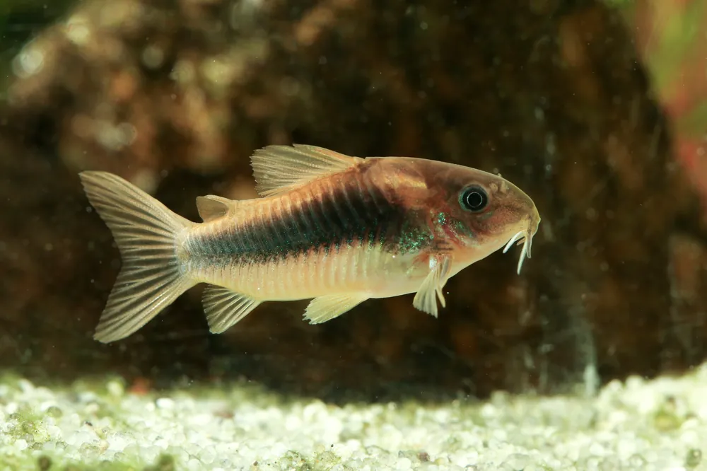 Bronze Corydoras - Cuboid Nature Aquarium