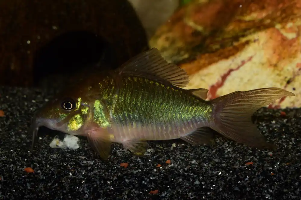 Emerald Green Cat - Cuboid Nature Aquarium