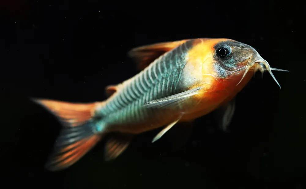 Horseman's Corydoras - Cuboid Nature Aquarium