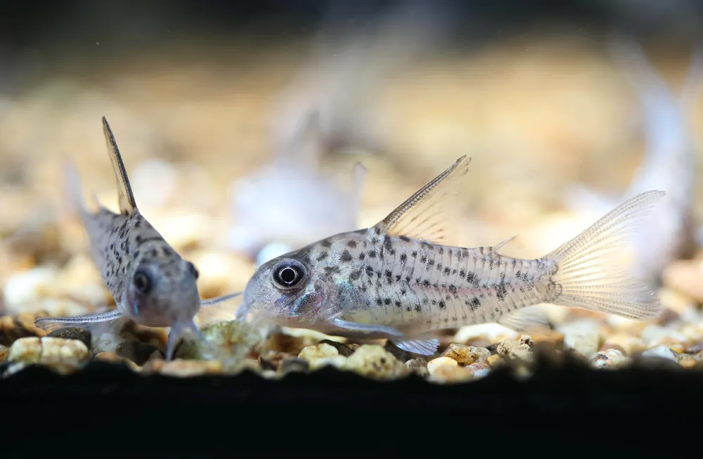 Loreto Corydoras - Cuboid Nature Aquarium