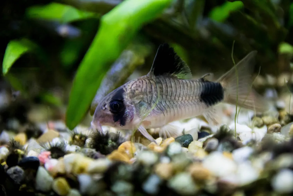 Panda Corydoras - Cuboid Nature Aquarium