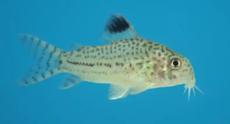 False Julii Corydoras - Cuboid Nature Aquarium