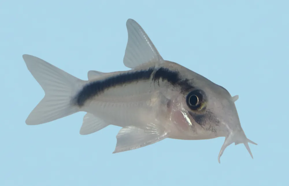 Skunk Corydoras (Arcuatus) - Cuboid Nature Aquarium