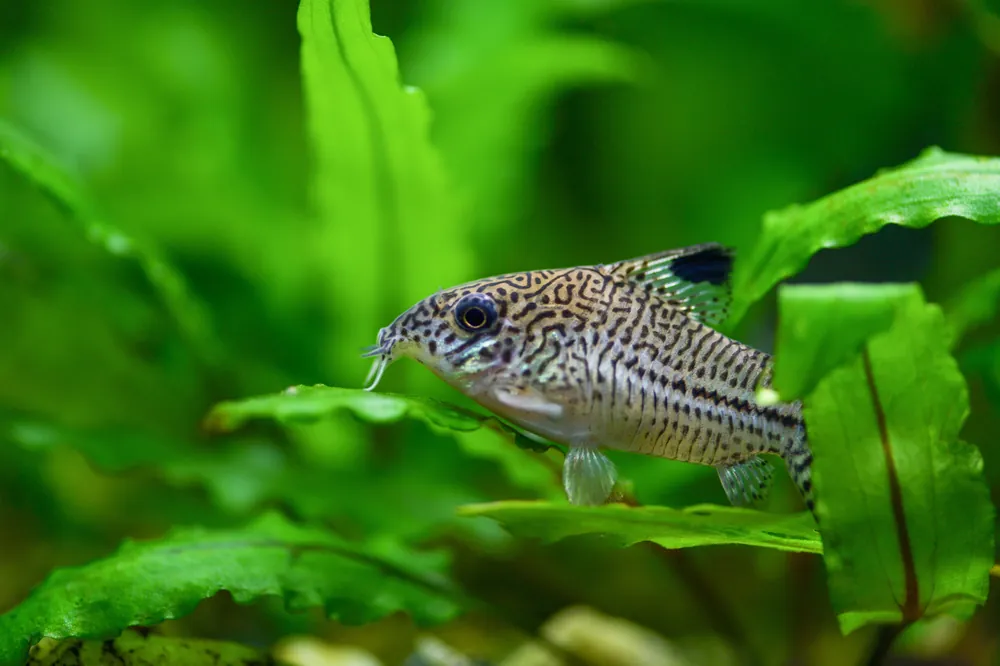 Peppered Corydoras - Cuboid Nature Aquarium
