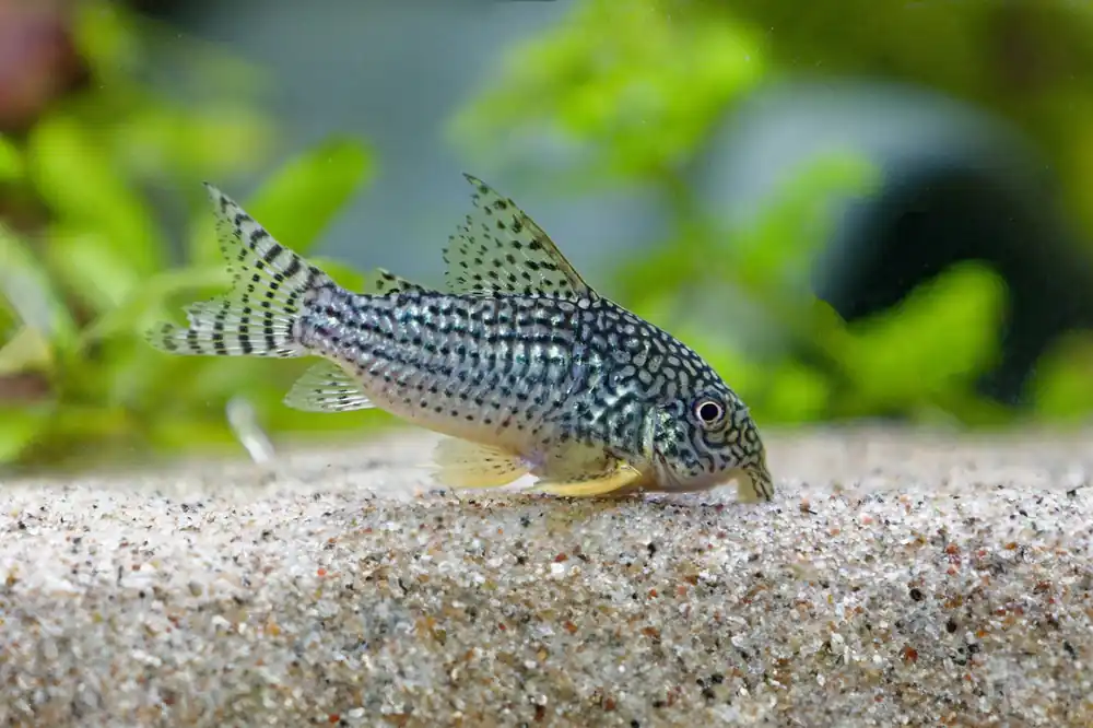 Sterbai's Corydoras - Cuboid Nature Aquarium