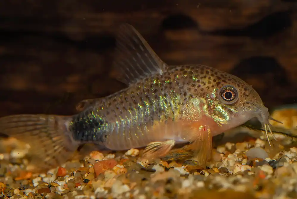 Tailspot Corydoras - Cuboid Nature Aquarium