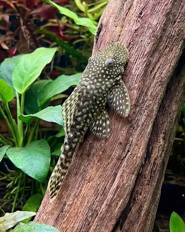 Bushynose Pleco - Cuboid Nature Aquarium