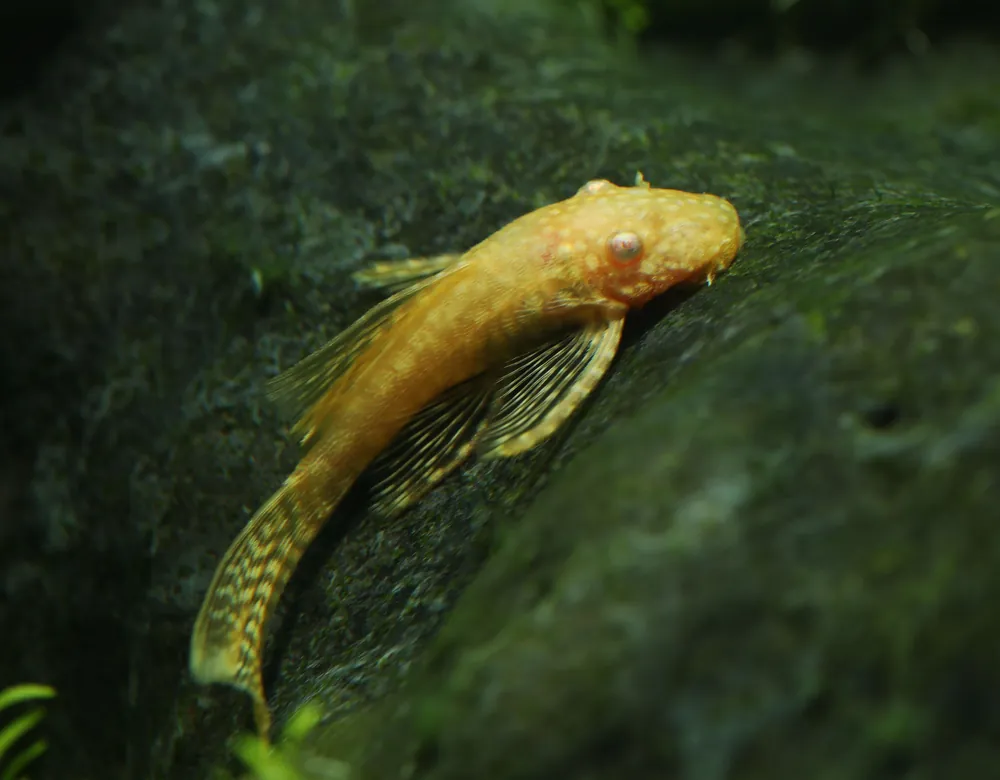 Albino Bushynose Pleco - Cuboid Nature Aquarium