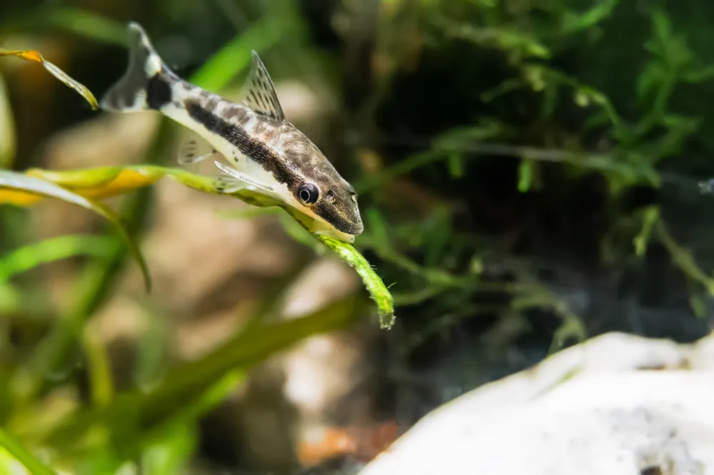 Otocinclus - Cuboid Nature Aquarium