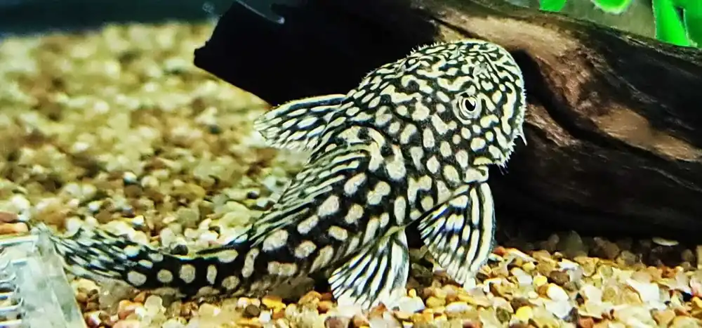 Slate Pleco - Cuboid Nature Aquarium