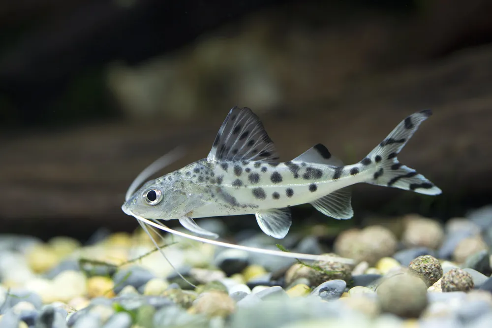 Pictus Catfish - Cuboid Nature Aquarium