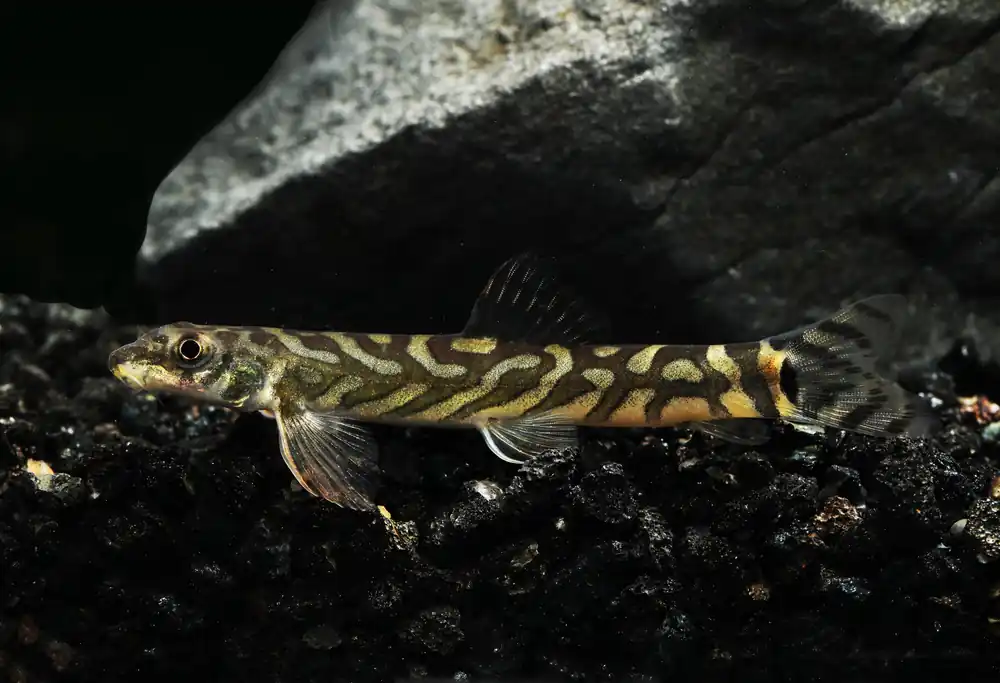 Zodiac Loach - Cuboid Nature Aquarium