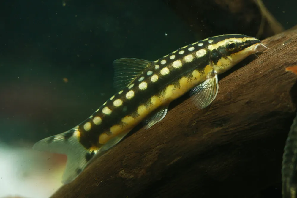 Dwarf Chain Loach - Cuboid Nature Aquarium