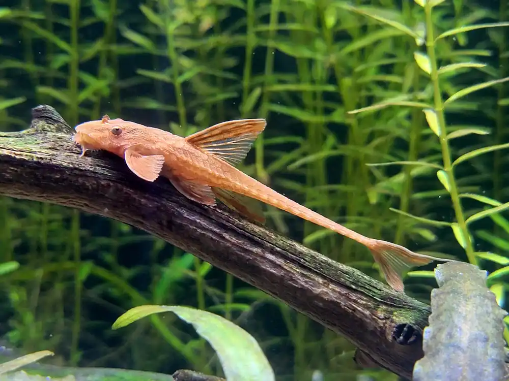 Ogilvie's Lizard Hillstream Loach - Cuboid Nature Aquarium