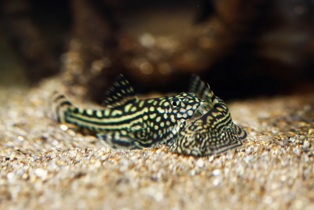 Reticulated Hillstream Loach - Cuboid Nature Aquarium