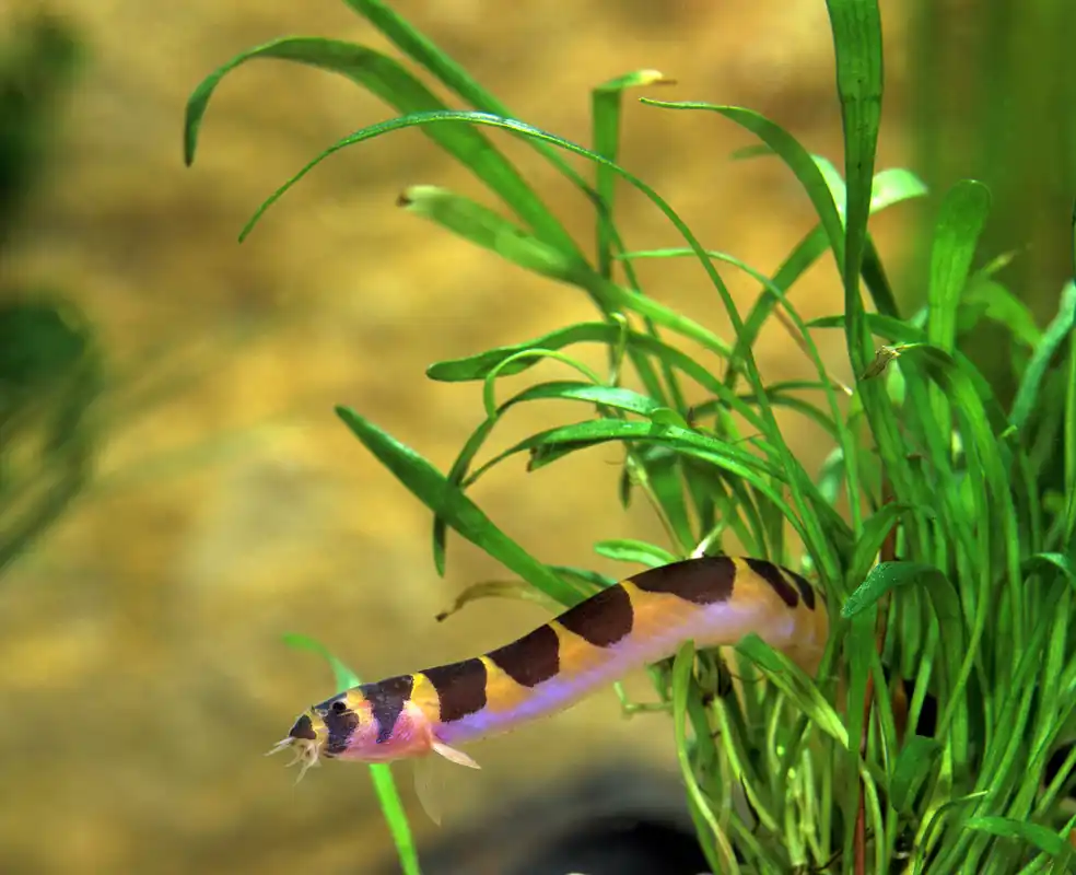 Kuhli Loach - Cuboid Nature Aquarium