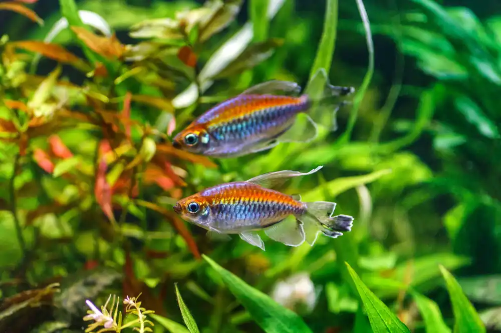 Congo Tetra - Cuboid Nature Aquarium