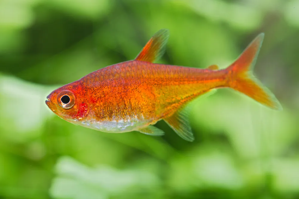 Ember Tetra - Cuboid Nature Aquarium