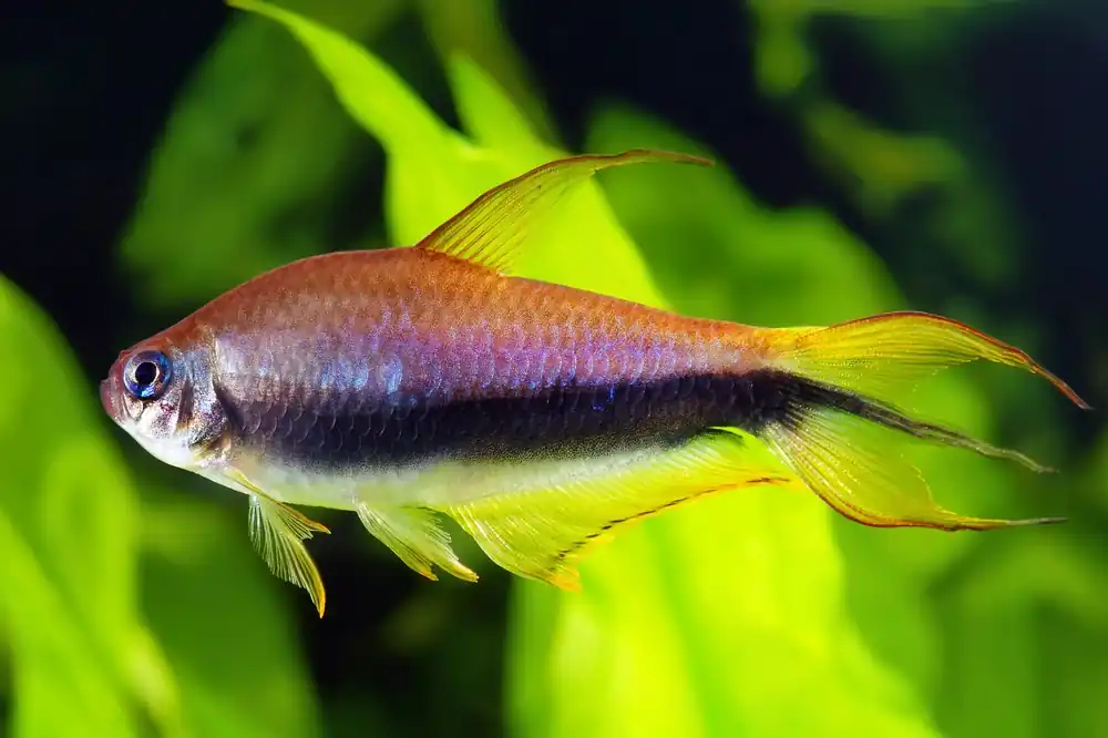 Emperor Tetra - Cuboid Nature Aquarium